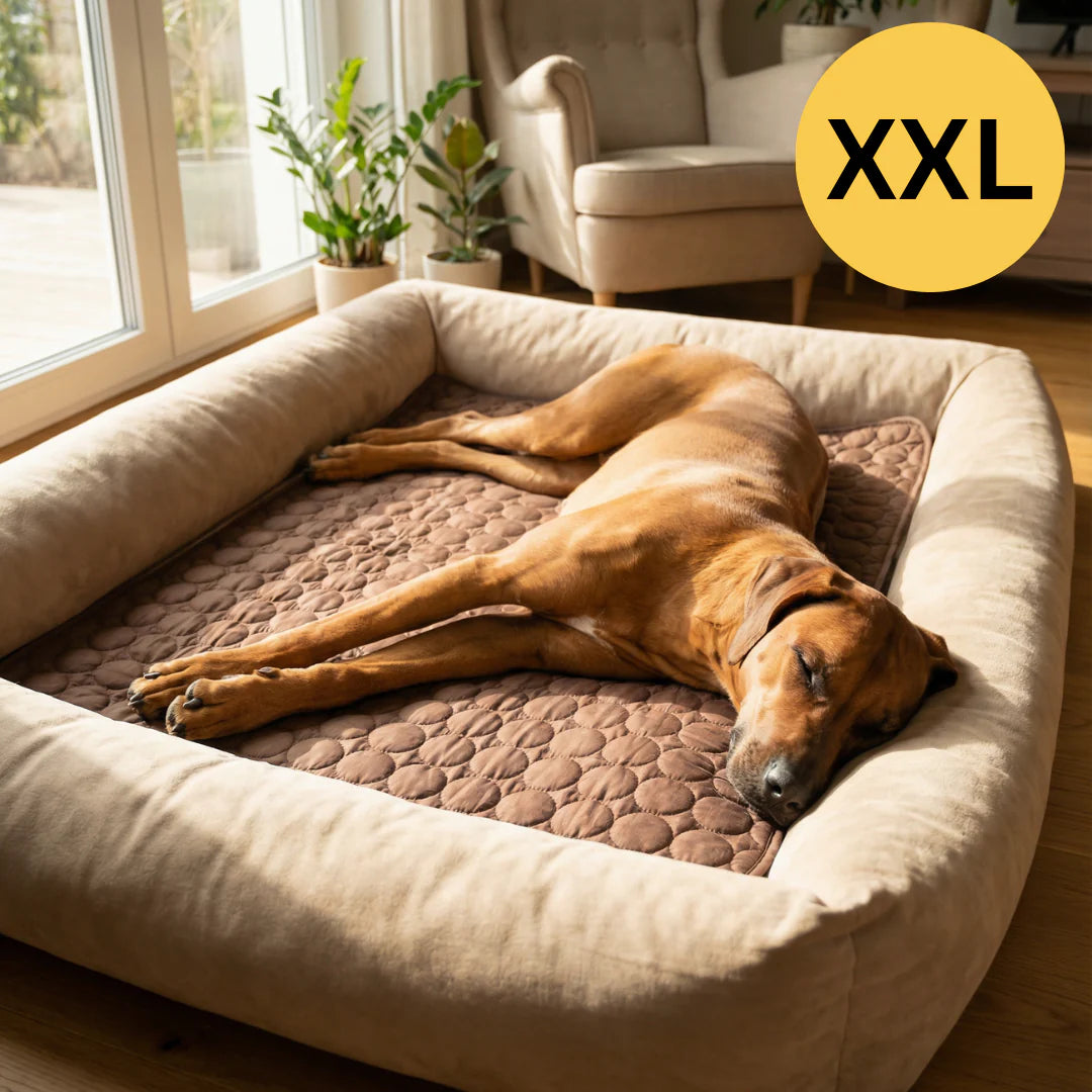 Tapis Rafraîchissant pour chien