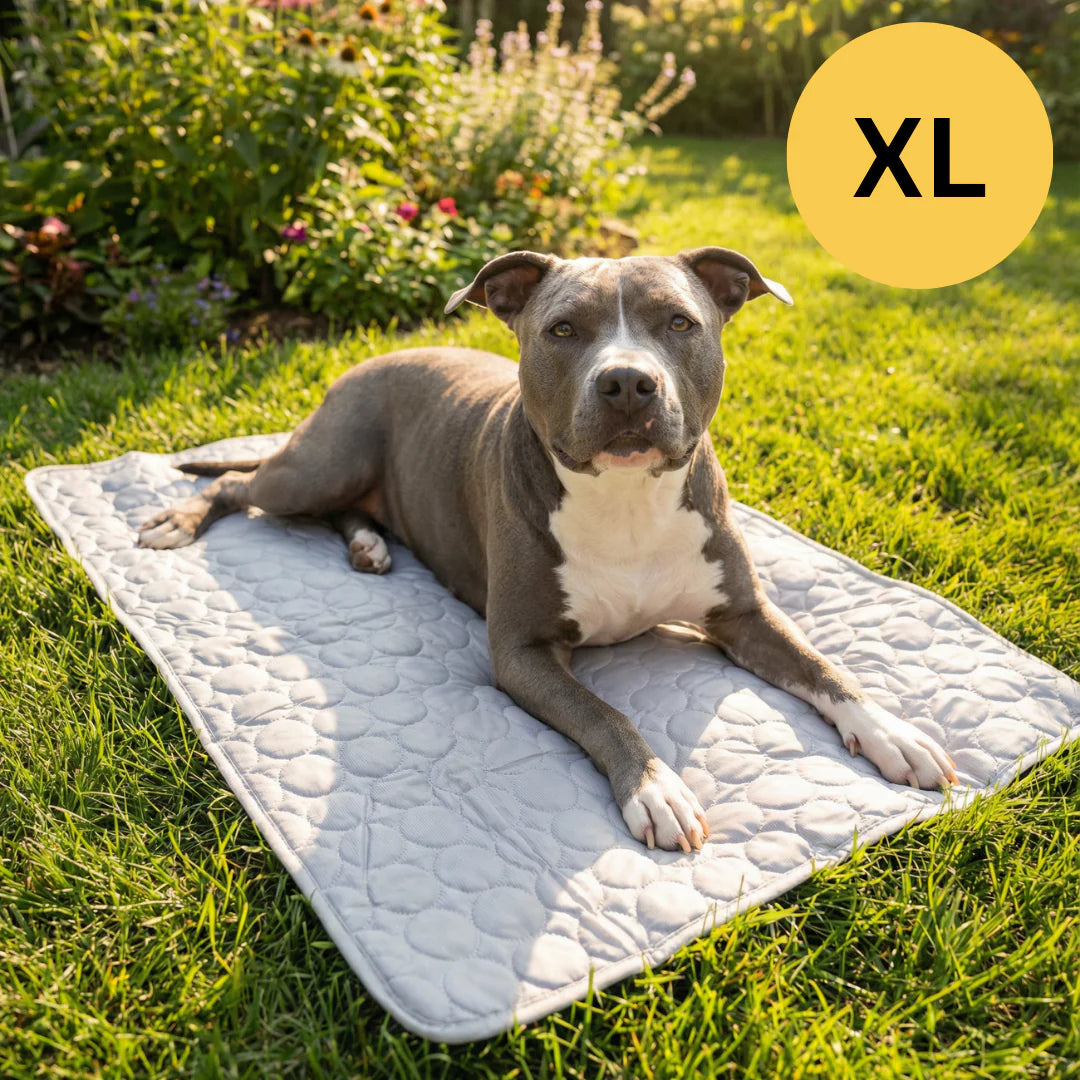 Tapis Rafraîchissant pour chien
